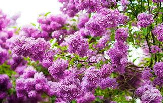 国产久丁香,传承与创新中的民族香氛传奇